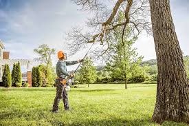 Best Tree Preservation Services  in Bemidji, MN