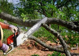 Best Storm Damage Tree Cleanup  in Bemidji, MN