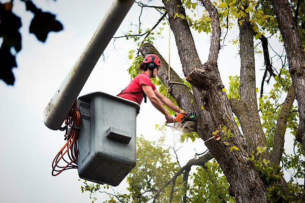 Best Tree Mulching  in Bemidji, MN